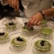 Koch gibt Scampis und Kaviar zu Risotto beim Exclusive Dinner Chris & Friends 2018 in Toblach