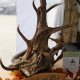 Hirschgeweih als DekoraHirschgeweih als Dekoration beim Gourmetfestival Hochpustertal 2018
