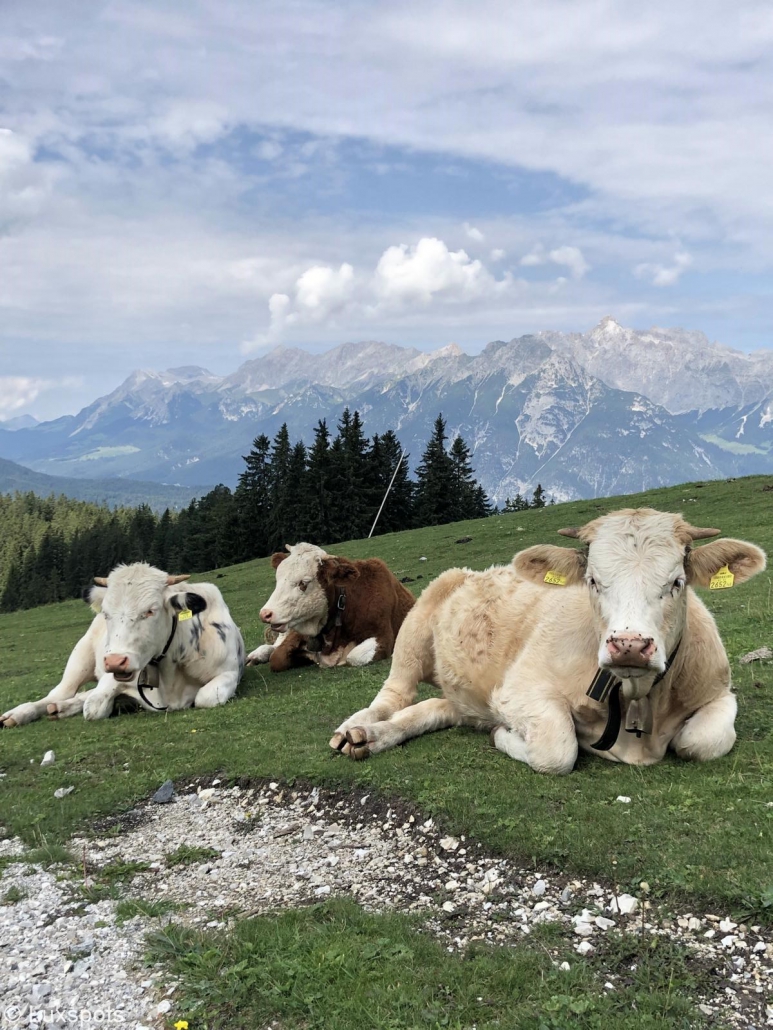 Drei Kühe in Seefeld, Tirol
